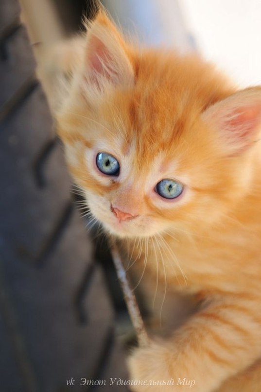 Живая природа - 24 марта 2016 в 22:31 - 2