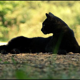 ����� �., ���������, 61 ���