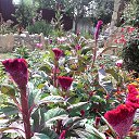  , -, 54  -  18  2016   