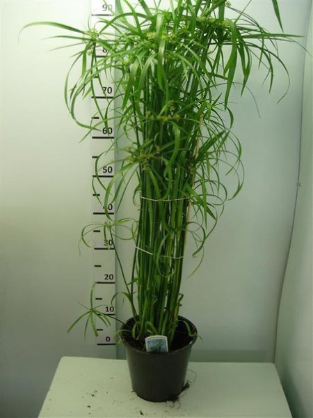 .  (Cyperus)       .  ... - 2