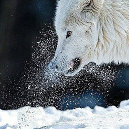 ������, ���������, 53 ����