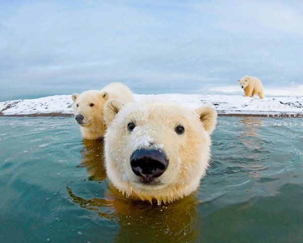    ! #animal@travel.blog