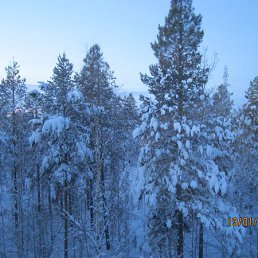 ������, ������, 49 ���