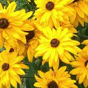 ���� ��������, ����� - ��������� 7 ������� 2016 � ������ ���� ����������