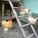 ���� Kazimieras, ����� - ��������� 8 �������� 2016 � ������ �U soseda�