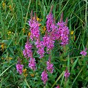 �� ����. ���� 2016 �� ������� �� ��� - ��������!!!)))�