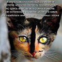 ���� ����, ������� - ��������� 11 ������ 2016 � ������ ��������