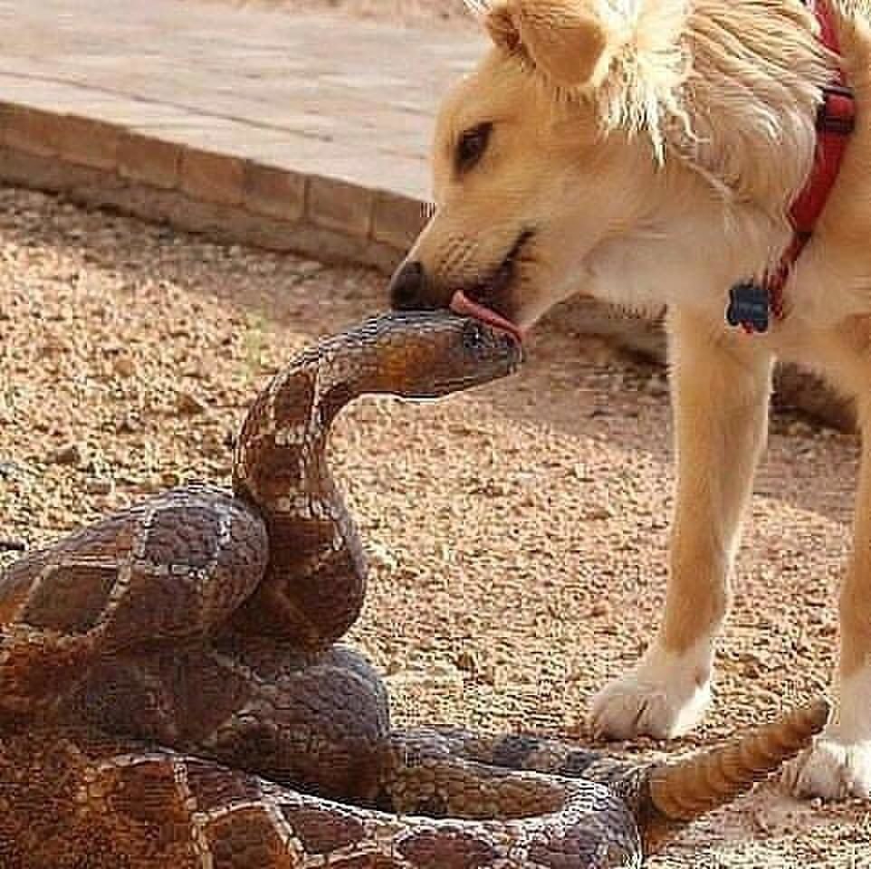 Un PERRO se enfrenta a una COBRA - !!!PELEA A MUERTE!!! - YouTube