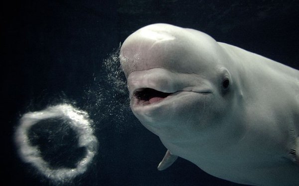 Белый кит в японском аквариуме Симанэ (Shimane Aquarium) научился выдувать пузыри в виде колец. ... - 2