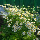 ���� �����, ������-��-���, 54 ���� - ��������� 25 ����� 2016