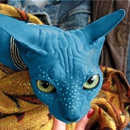 ����, ���������, 51 ���