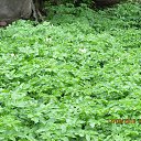 ���� �������, �����������, 71 ��� - ��������� 17 ��� 2016 � ������ ���� ����������