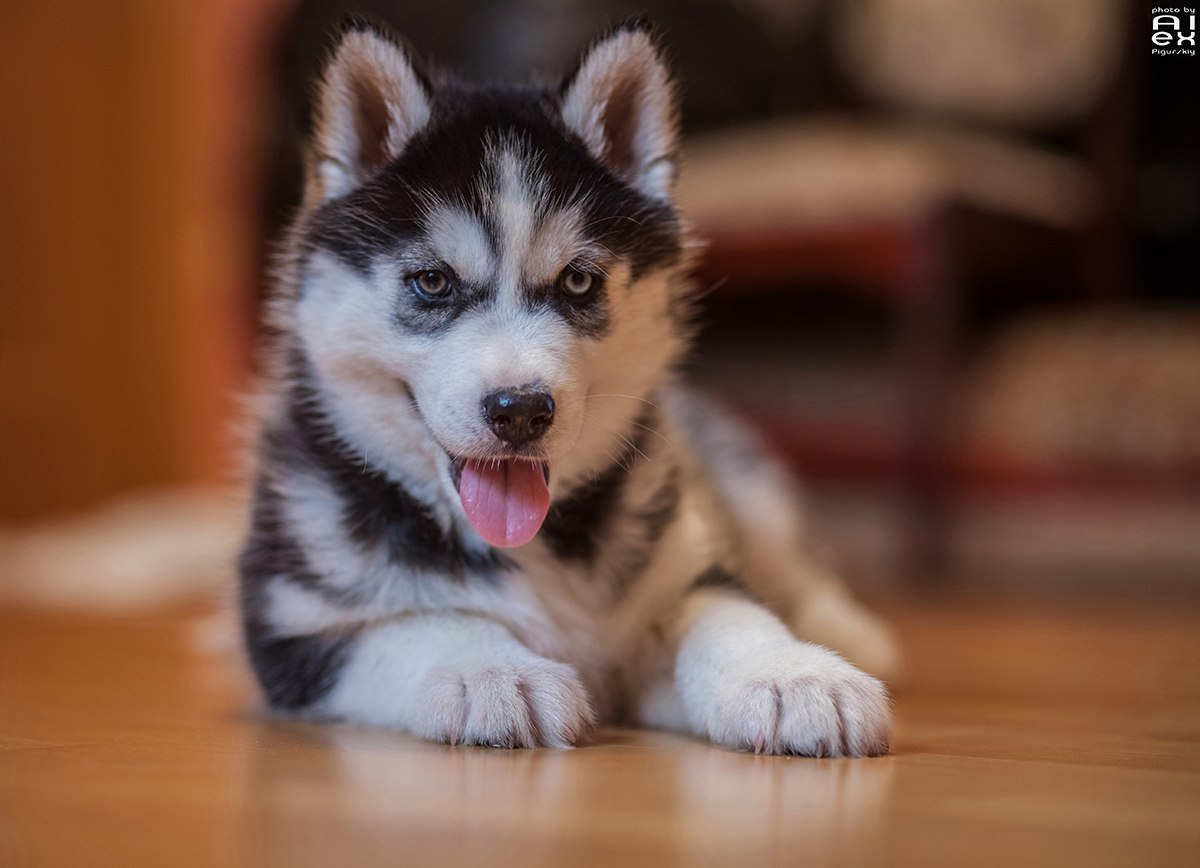 В мире животных - 26 апреля 2016 в 16:01