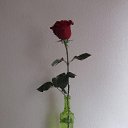 ���� �������, ������������ - ��������� 8 ������ 2016 � ������ ���� ���