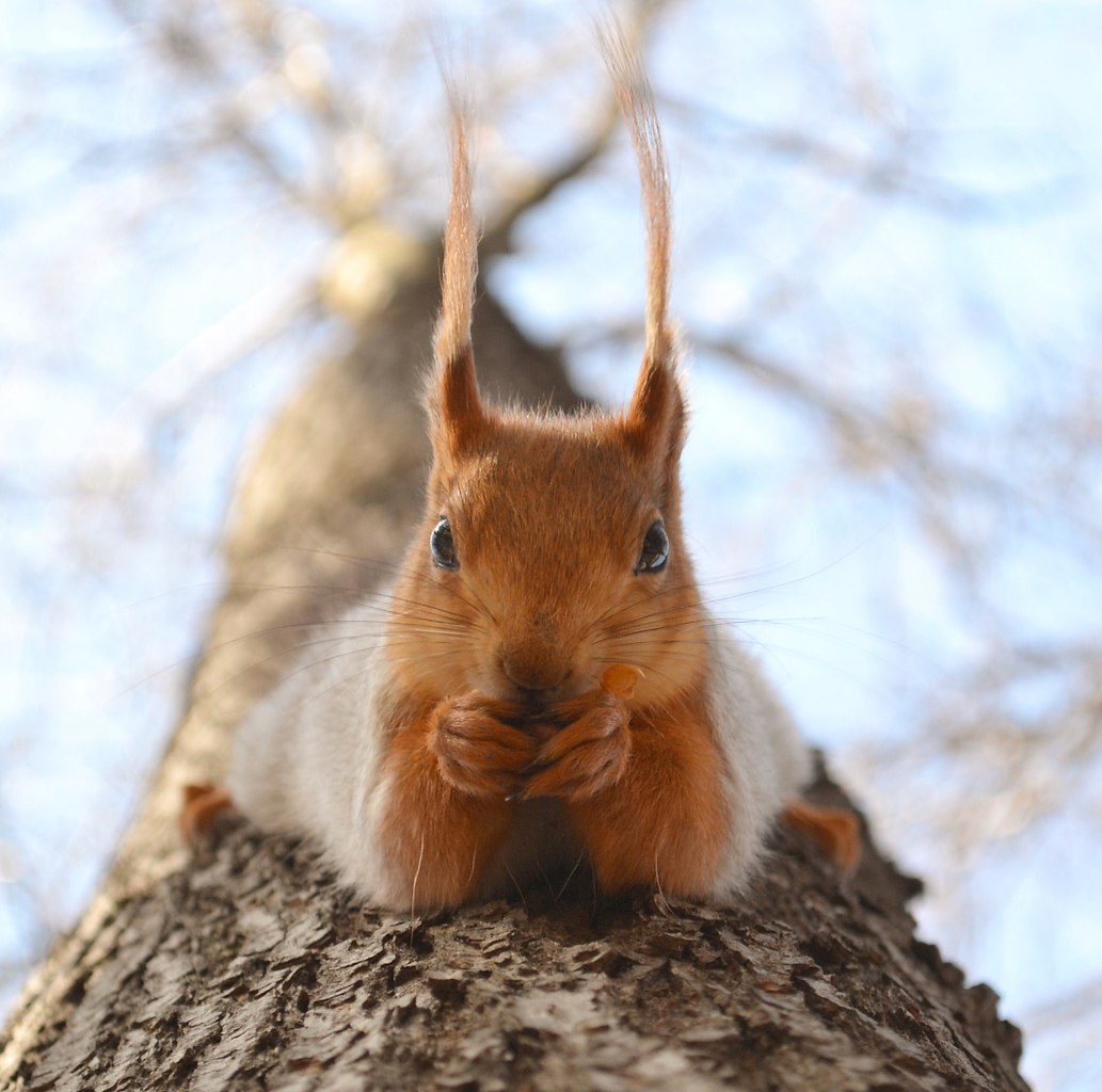 В мире животных - 1 мая 2016 в 15:00