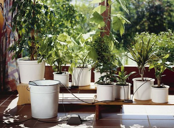 Как поливать цветы, когда вы в отпуске.Даже если вы собираетесь в отпуск, ваши комнатные растения не ... - 2