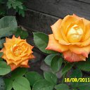 ���� ����, ���������, 51 ��� - ��������� 24 ����� 2016