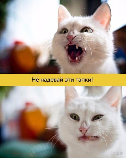 ����, ������ ������� ����� ������ ������������ - 3