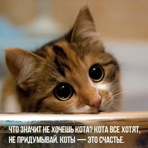 Без кота и жизнь не та - 19 марта 2016 в 23:04