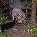 ���� �������, ���������, 52 ���� - ��������� 4 �������� 2016 � ������ ���� ����������