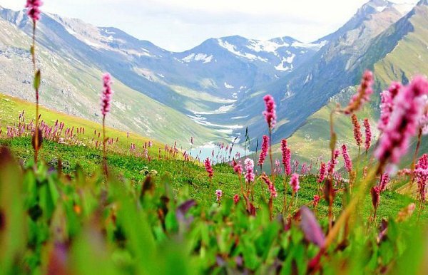 Долина цветов - индийский национальный парк.Долина цветов, или Valley of Flowers - так называется ... - 6
