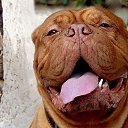 ���� Sanat, ���� - ��������� 13 ��� 2016 � ������ ���������� ������