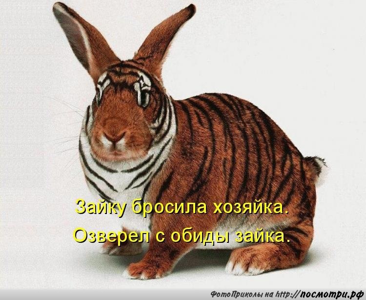 Без кота и жизнь не та - 25 марта 2016 в 16:33