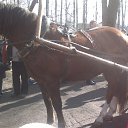  Leo13, , 58  -  18  2016    