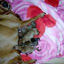 ���� �������, �����-���������, 62 ���� - ��������� 17 ��� 2016 � ������ ������ ��������