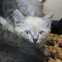 ���� ���������, ��������, 51 ��� - ��������� 26 ��� 2016 � ������ ���� ����������