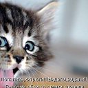 ���� ����, ������, 74 ���� - ��������� 9 ���� 2016 � ������ ���� ����������