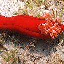 ���� Eric, ����, 61 ��� - ��������� 29 ������ 2016 � ������ �The beauty of the sea�