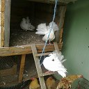 ���� Kazimieras, ����� - ��������� 8 �������� 2016 � ������ �U soseda�
