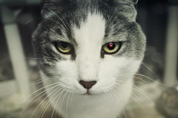 Коты – единственные животные, которые одомашнились по собственной инициативе и живут с людьми на ...
