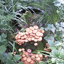 ���� ���������, �����������, 66 ��� - ��������� 20 ���� 2016