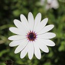 ���� Sezai, �����, 66 ��� - ��������� 9 ���� 2016 � ������ �Roses�
