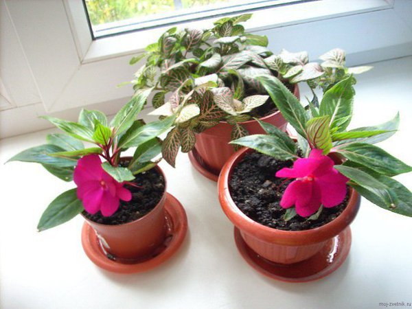 .  (Impatiens)   500      ... - 5