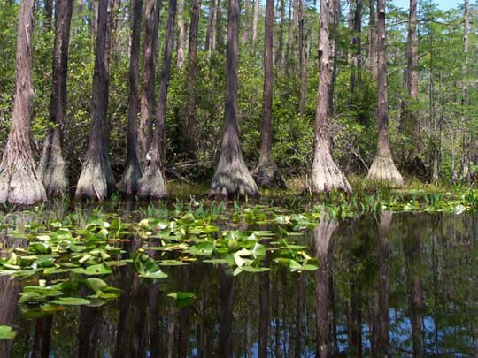 ����������� ���� �������� - 7