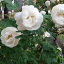 ���� ������ ��������, ������ �������� - ��������� 15 ���� 2016 � ������ ������ ��������