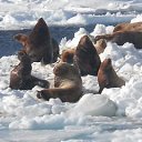 ���� ������, �������, 49 ��� - ��������� 27 ��� 2016 � ������ ���� ����������