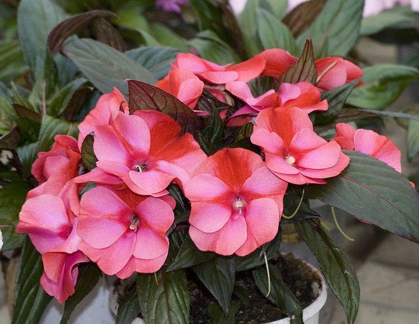 .  (Impatiens)   500      ... - 2