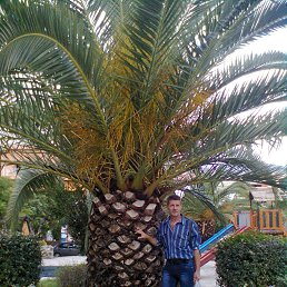 �������, �����������, 62 ����