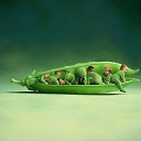 ���� �����, �����-���������, 54 ���� - ��������� 26 ���� 2016 � ������ ���� ����������