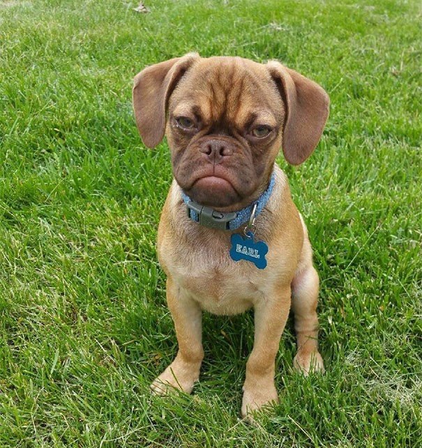 Grumpy Dog   .   Tardar Sauce,    Grumpy Cat, , ...