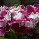 ���� ����, �����-���������, 57 ��� - ��������� 19 ��� 2016 � ������ �������