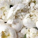 ���� ����, ���������, 57 ��� - ��������� 15 ����� 2016 � ������ ������ ��������