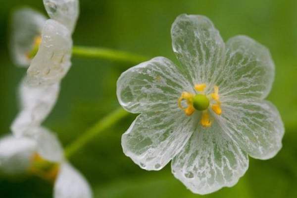      (Diphylleia grayi)  .    ...