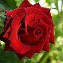 ���� �����, �����, 56 ��� - ��������� 8 �������� 2016 � ������ ������ ��������