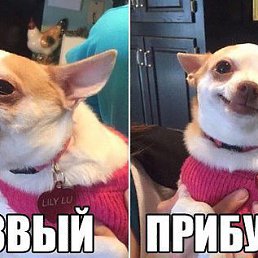 ���� �����, �������, 37 ��� - ��������� 2 ������ 2016
