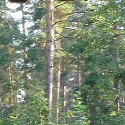 ���������, ���, 63 ����